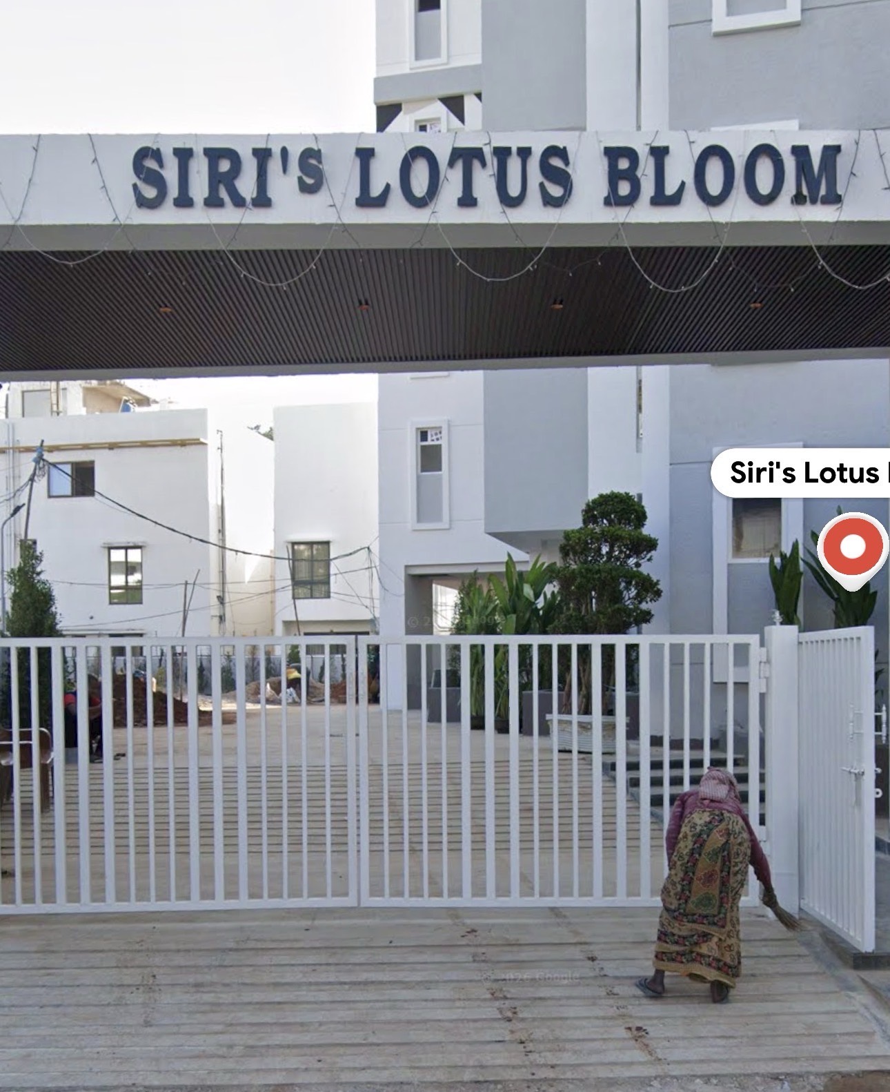 Siri’s lotus bloom